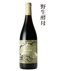 2019年メルロ野生酵母